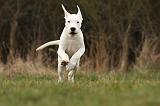 DOGUE ARGENTIN 093
